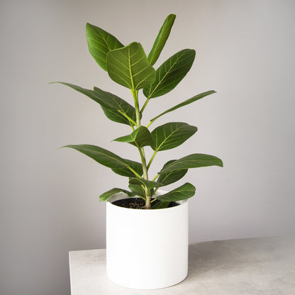 Ficus Audrey