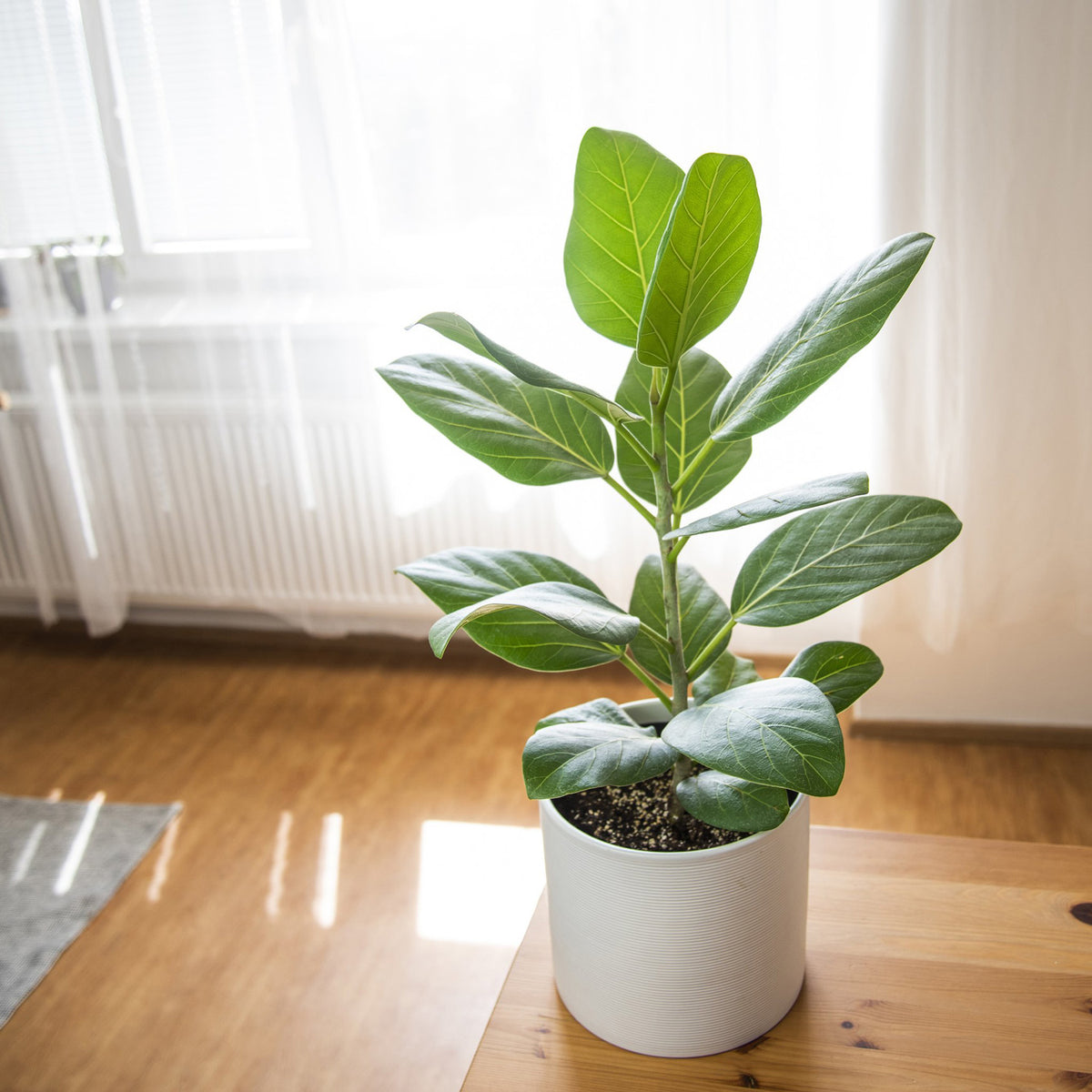 Ficus Audrey