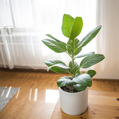 Ficus Audrey