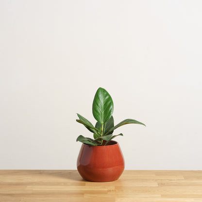 Ficus Audrey