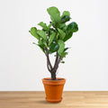 Ficus Lyrata "XL"