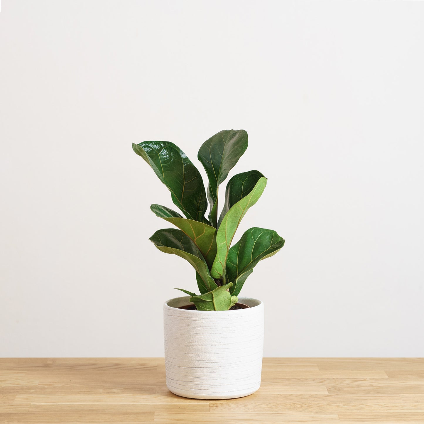 Ficus Lyrata Bambino