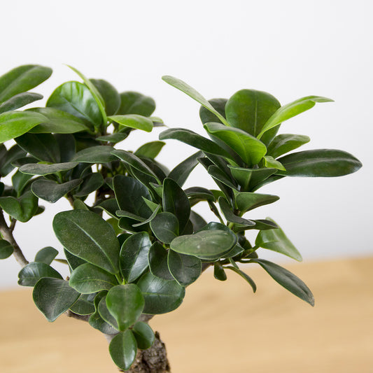 Ficus microcarpa Ginseng 'S'