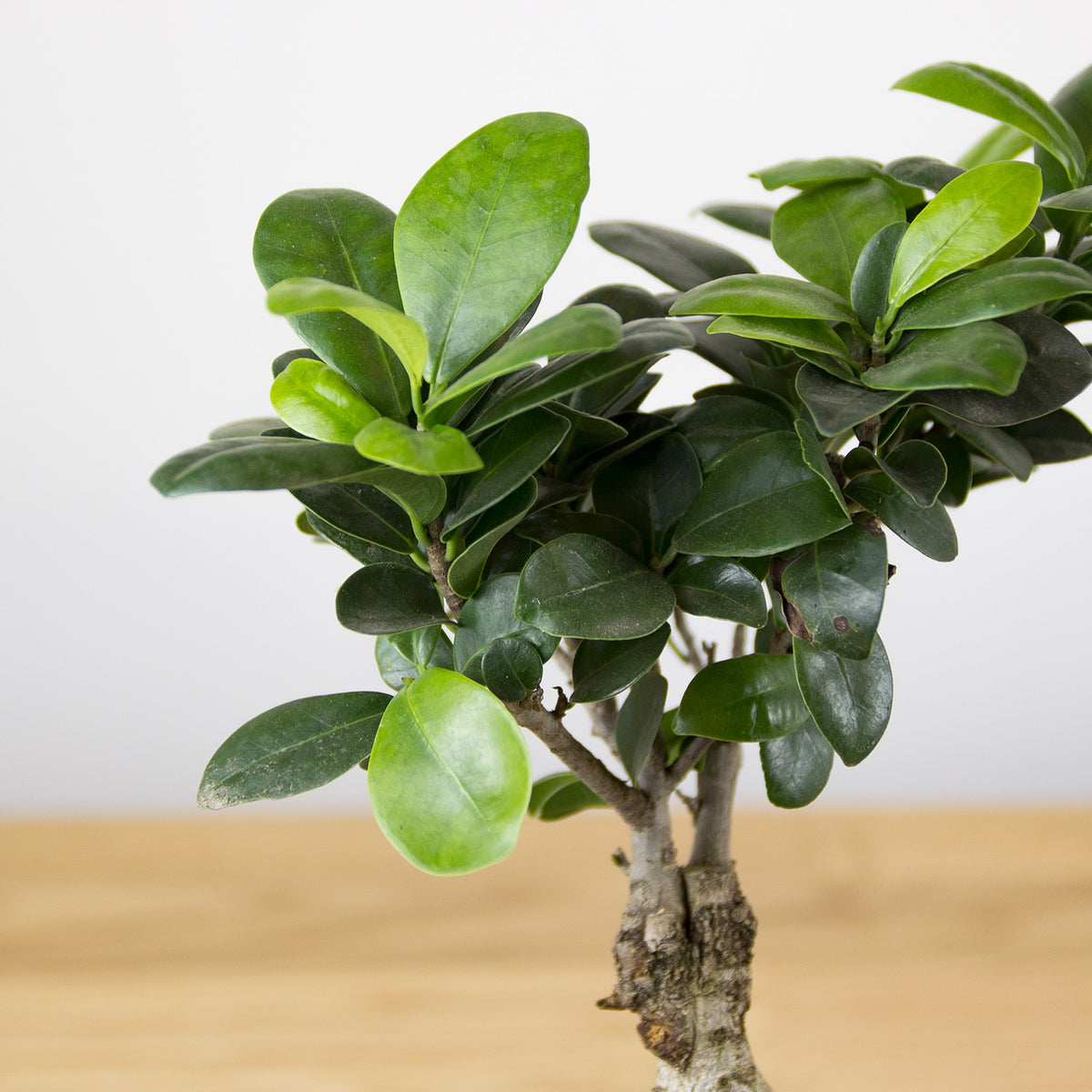 Ficus microcarpa Ginseng 'S'