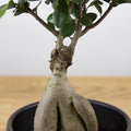 Ficus microcarpa Ginseng 'S'