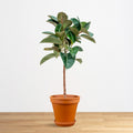 Ficus Robusta na stonke 'XL'