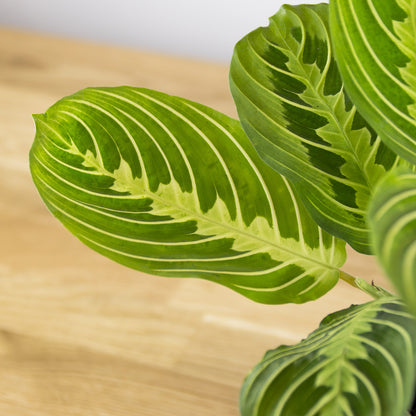 Maranta Lemon Lime