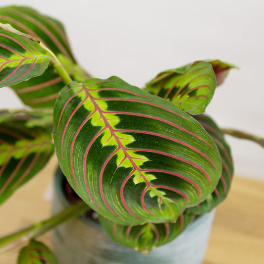 Maranta Fascinator