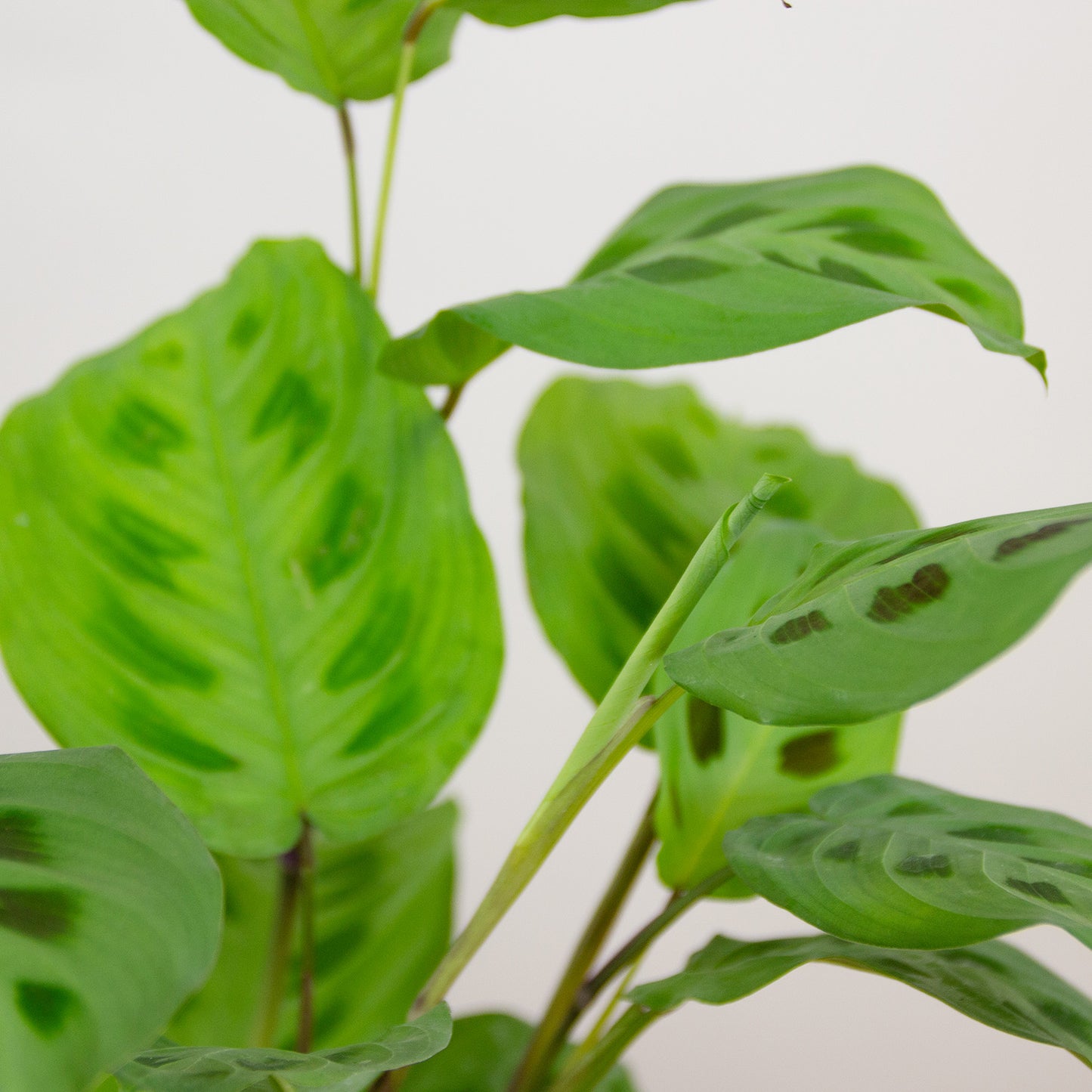 Maranta Leuconeura Kerchoveana