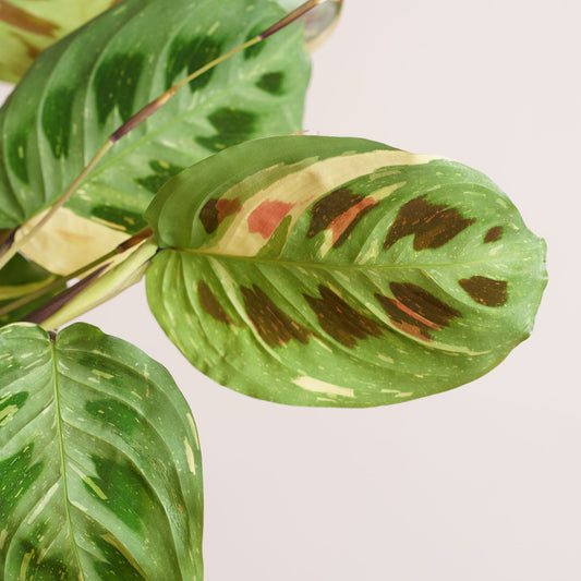 Maranta Leuconeura Kerchoveana Variegata