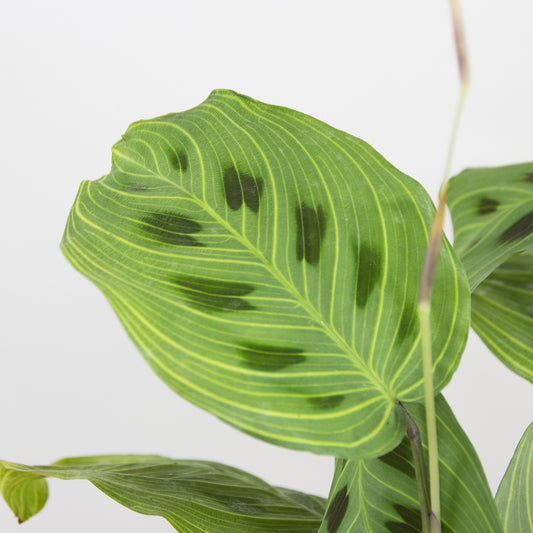 Maranta Light Veins