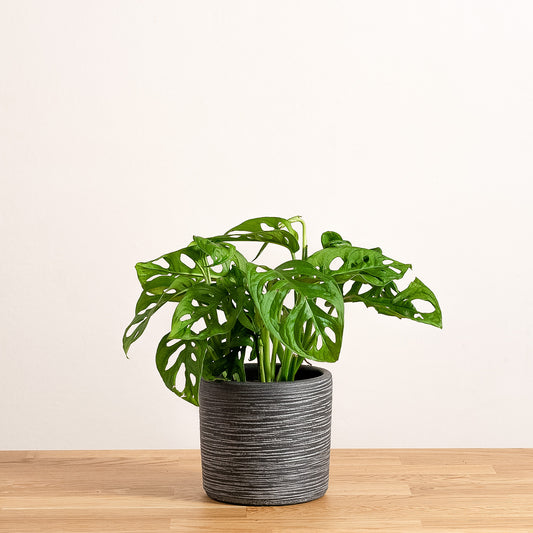 Monstera Adansonii 'S'