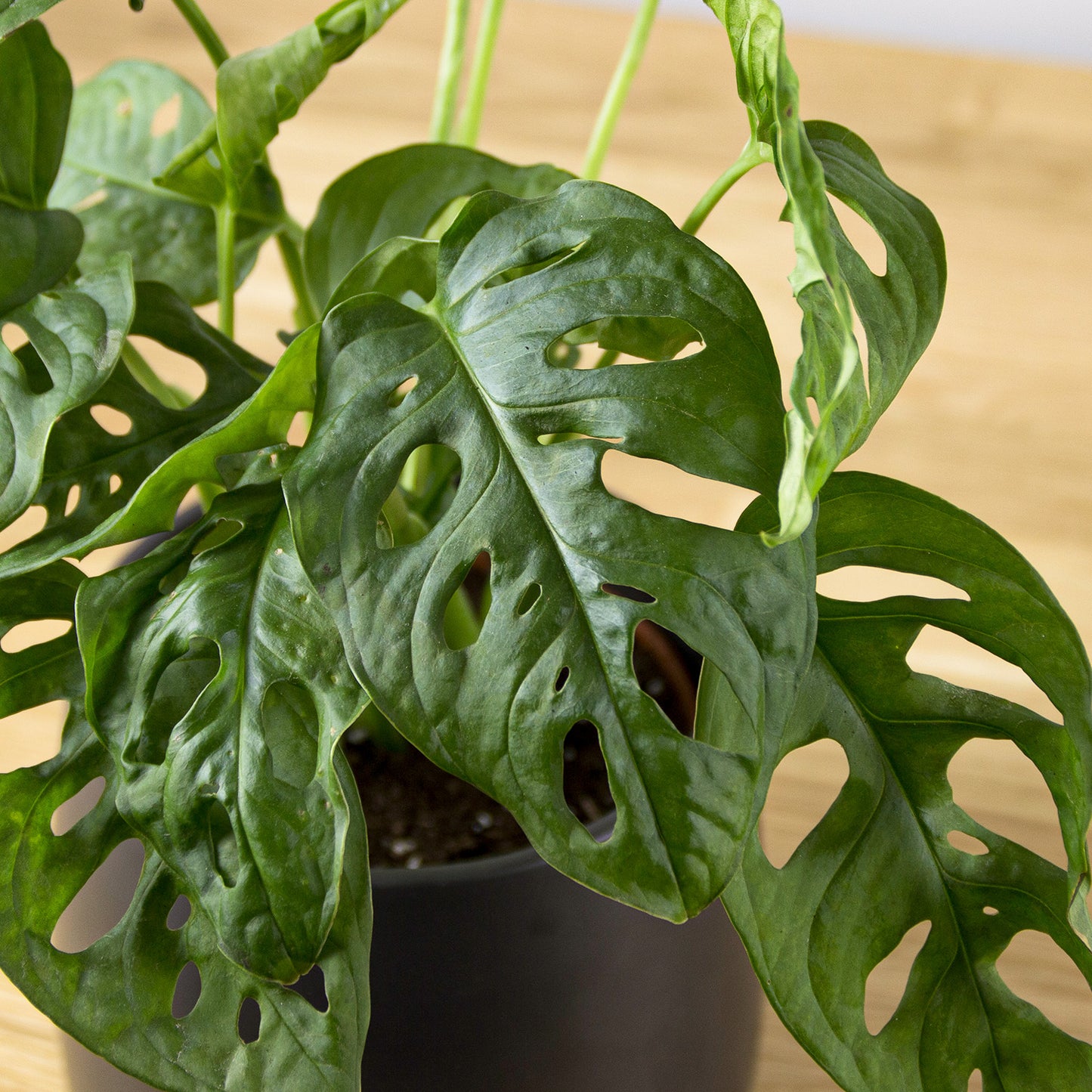 Monstera Adansonii 'S'