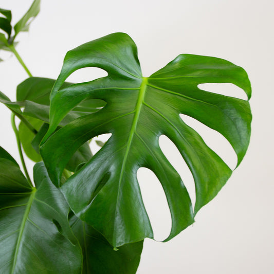 Monstera Deliciosa 'L'