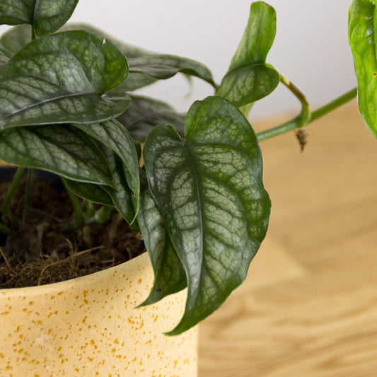 Monstera siltepecana 'S'