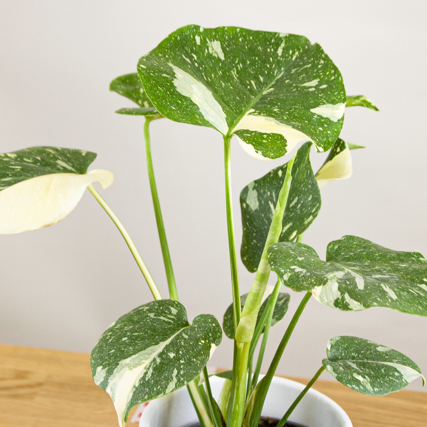 Monstera Thai Constellation