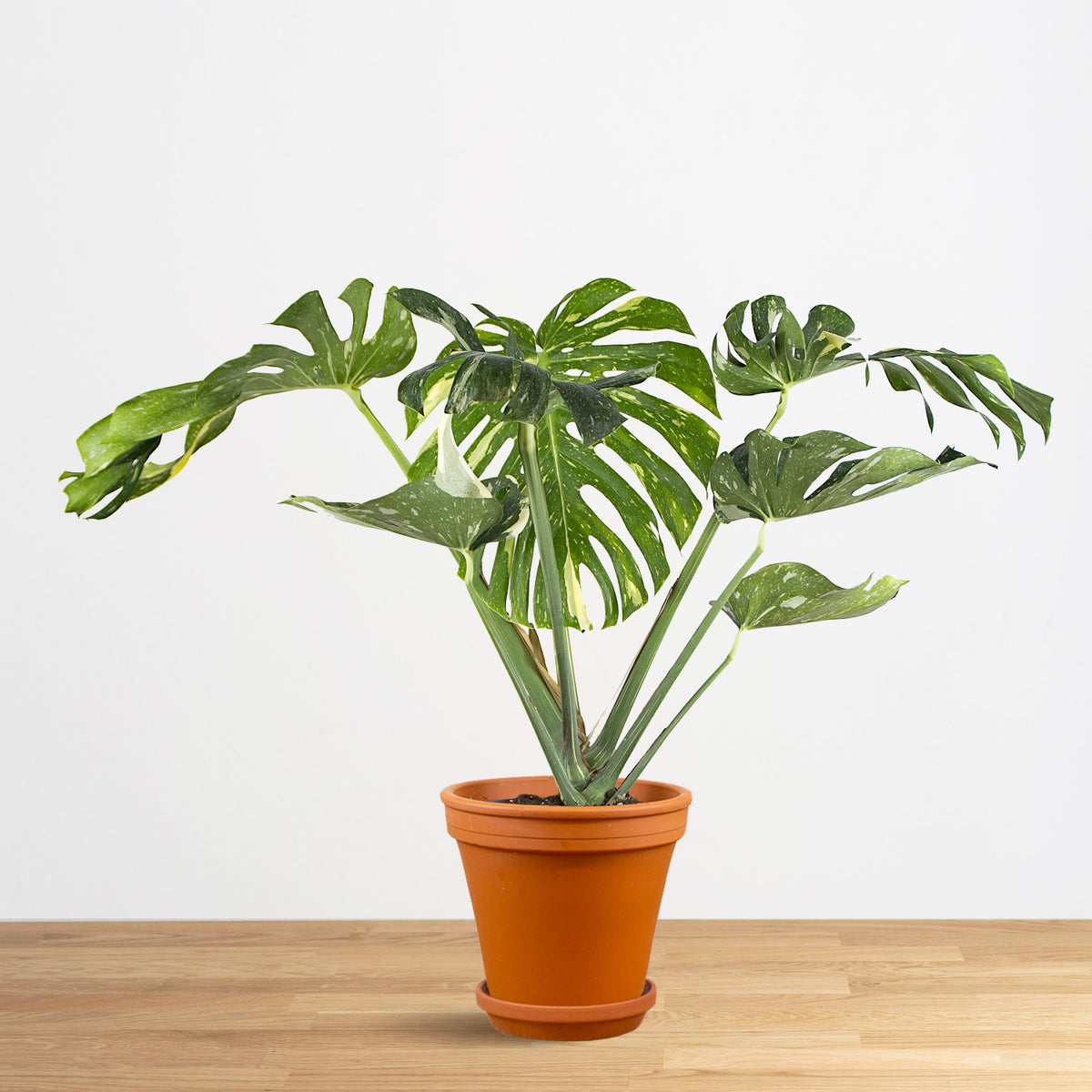 Monstera Thai Constellation XL
