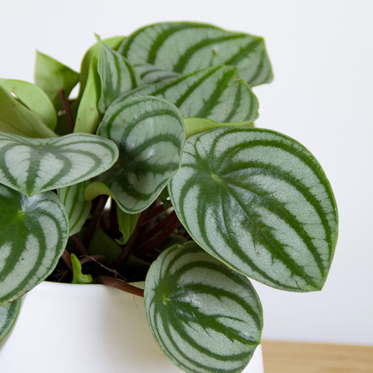 Peperomia argyreia