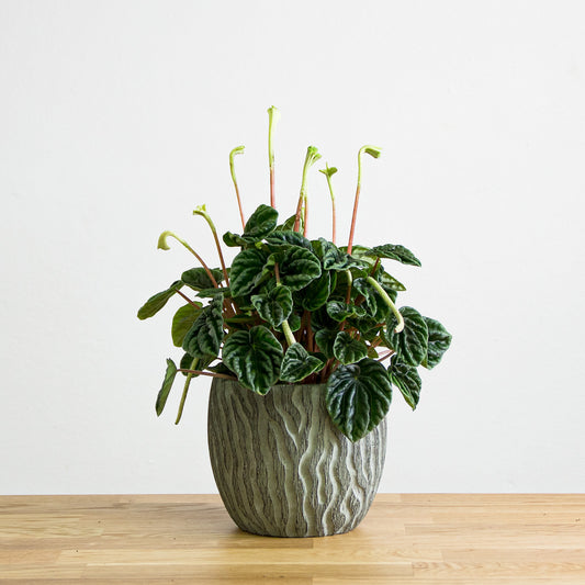 Peperomia Caperata Lilian