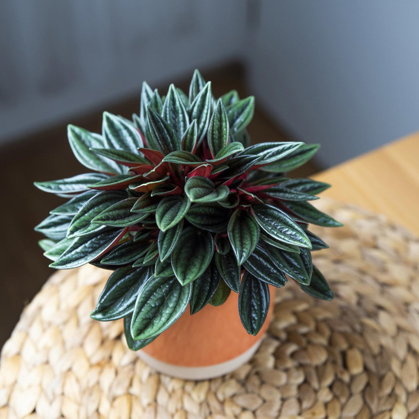 Peperomia caperata Rosso
