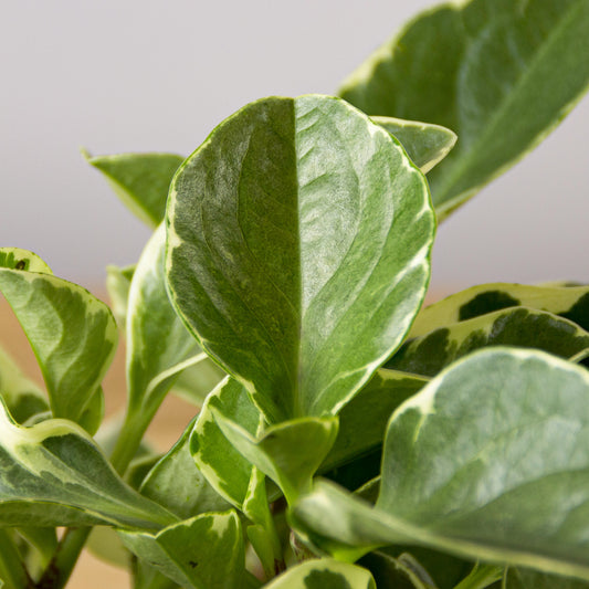 Peperomia Obtusifolia Variegata