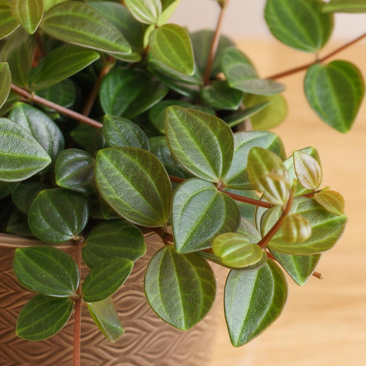 Peperomia Rocca Scuro