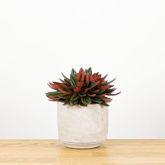 Peperomia caperata Rosso