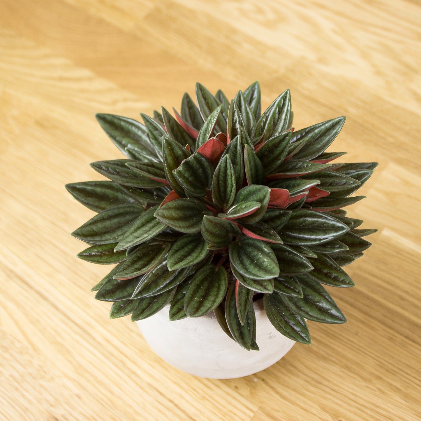 Peperomia caperata Rosso