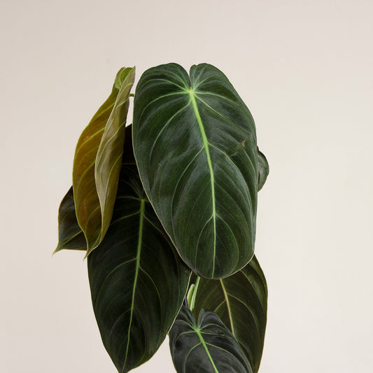 Philodendron melanochrysum