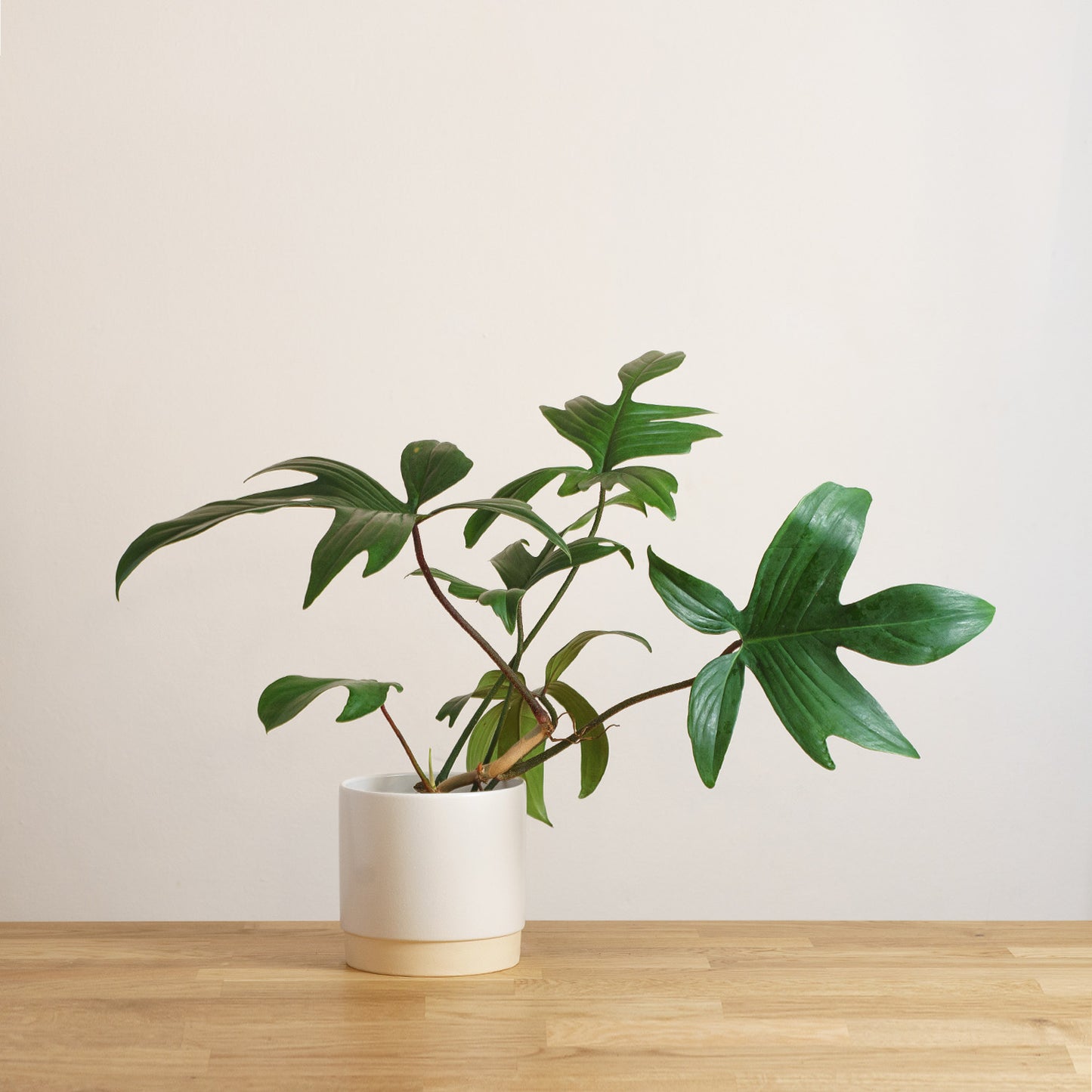 Philodendron Florida Green