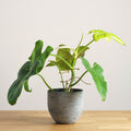 Philodendron Golden Viollin