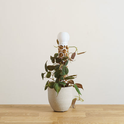 Philodendron scandens Micans