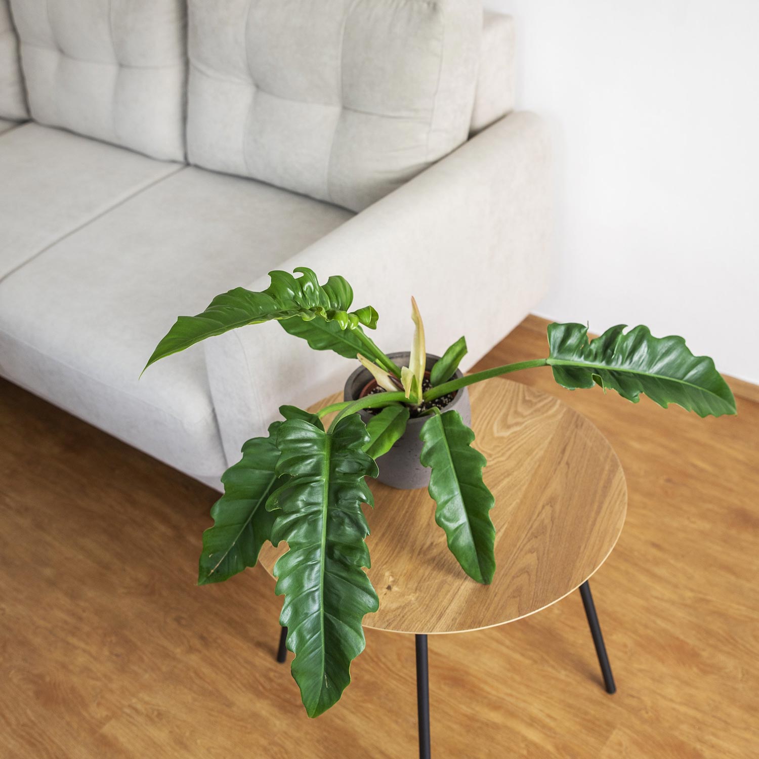 Philodendron Narrow