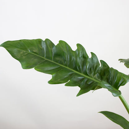 Philodendron Narrow 'S'