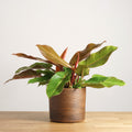 Philodendron Prince of Orange 'M'