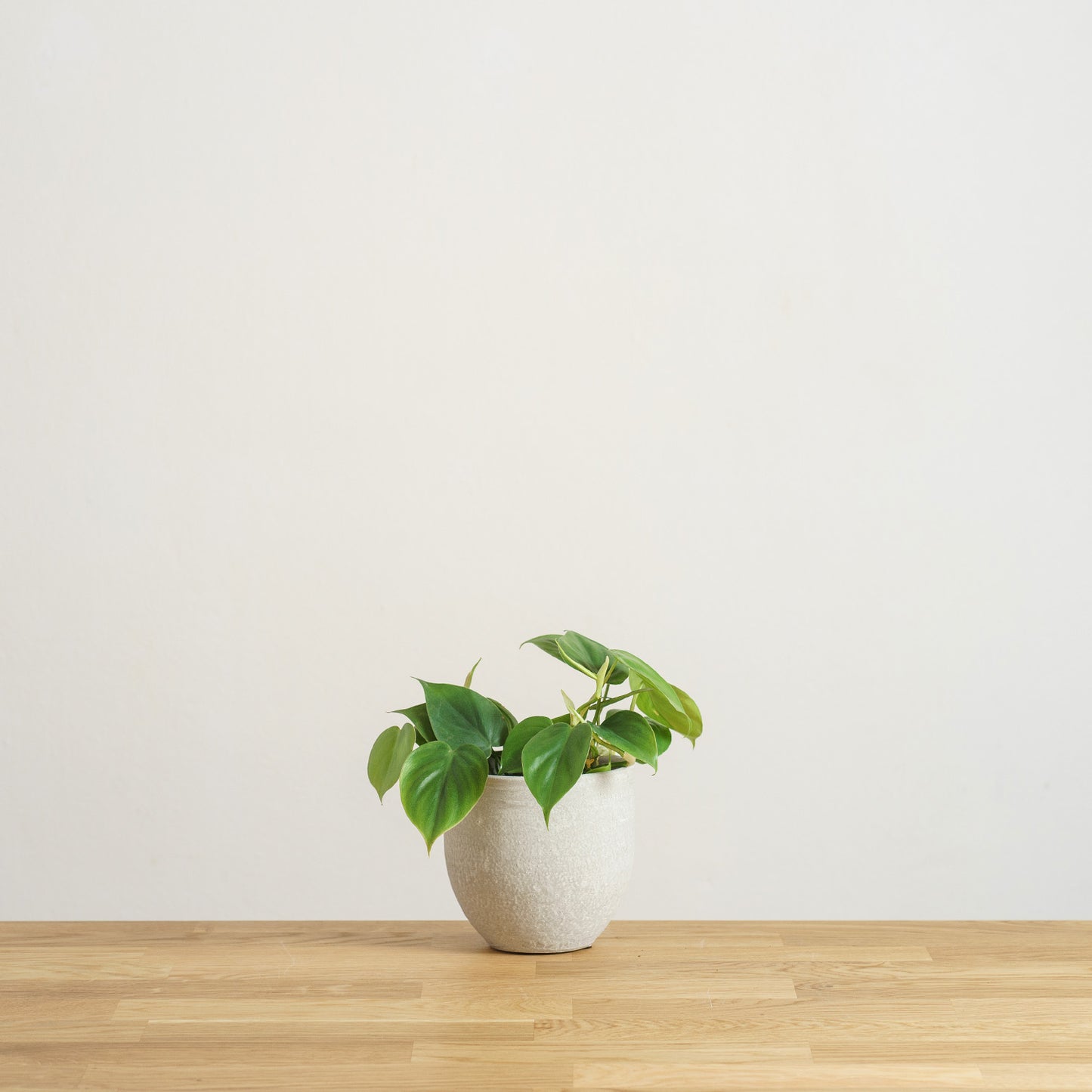 Philodendron scandens