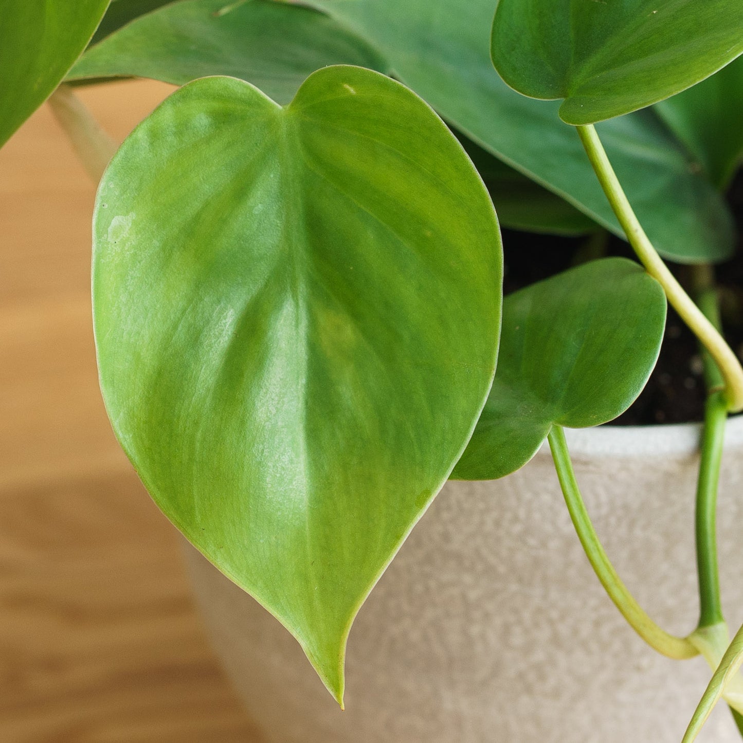 Philodendron scandens