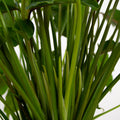 Philodendron Xanadu "L"