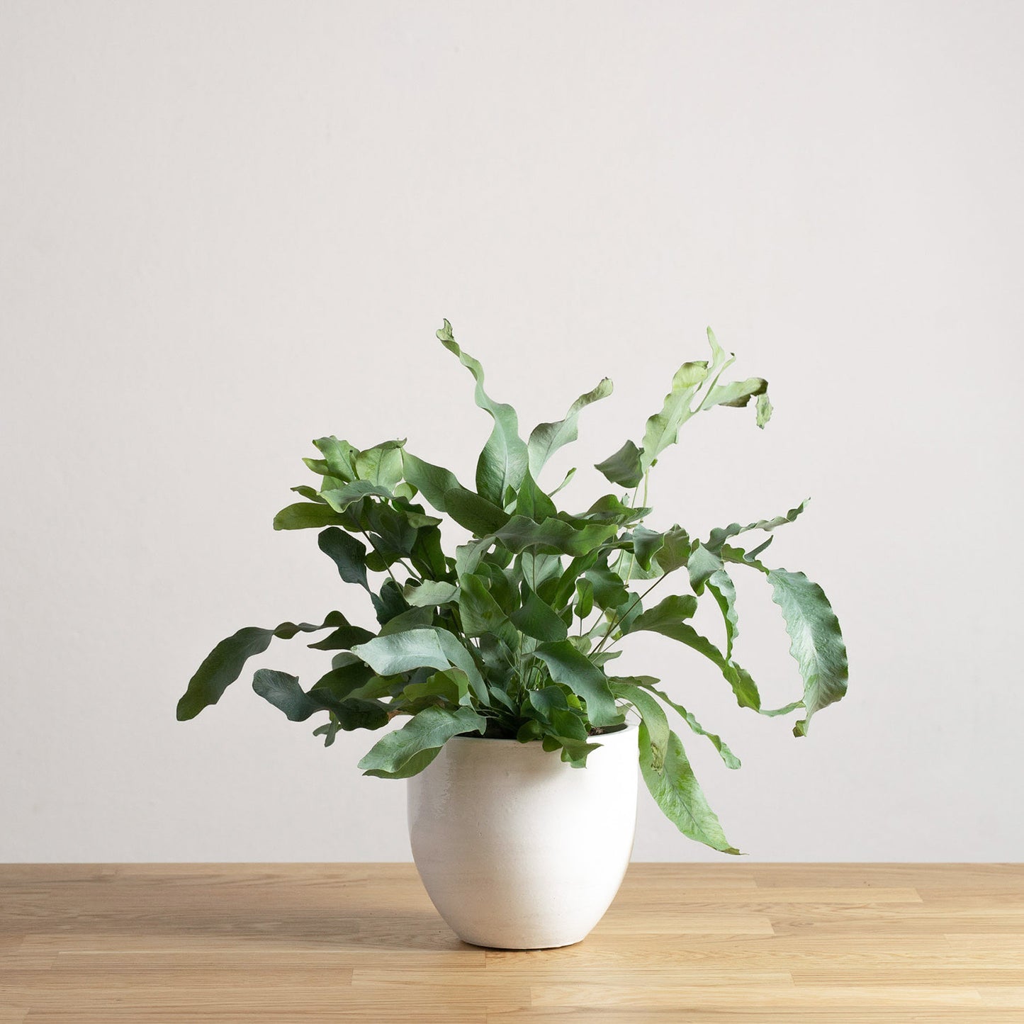 Phlebodium Blue Star