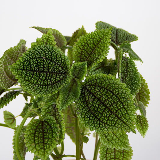 Pilea Moon Valley 'S'