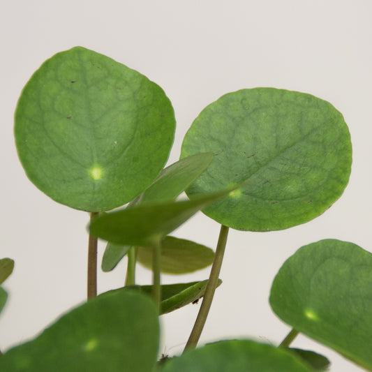 Pilea peperomioides 'XS'
