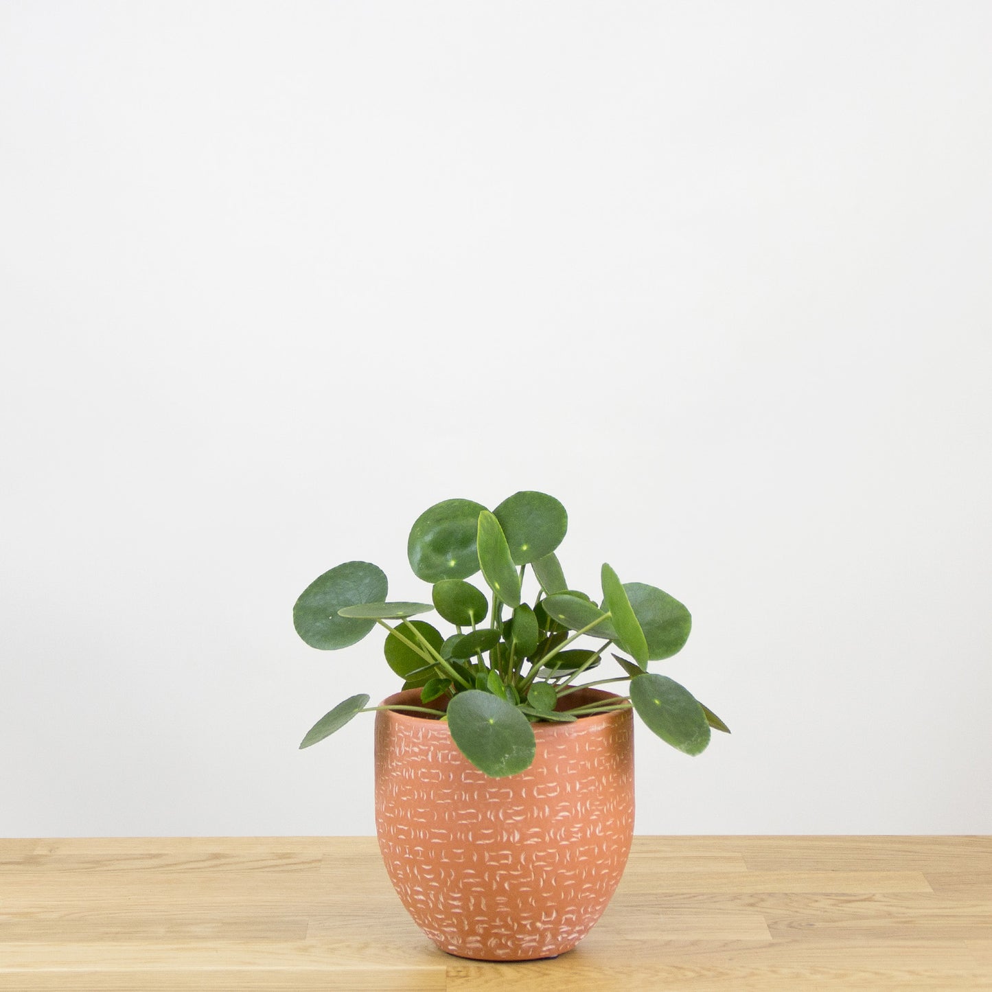 Pilea peperomioides 'XS'