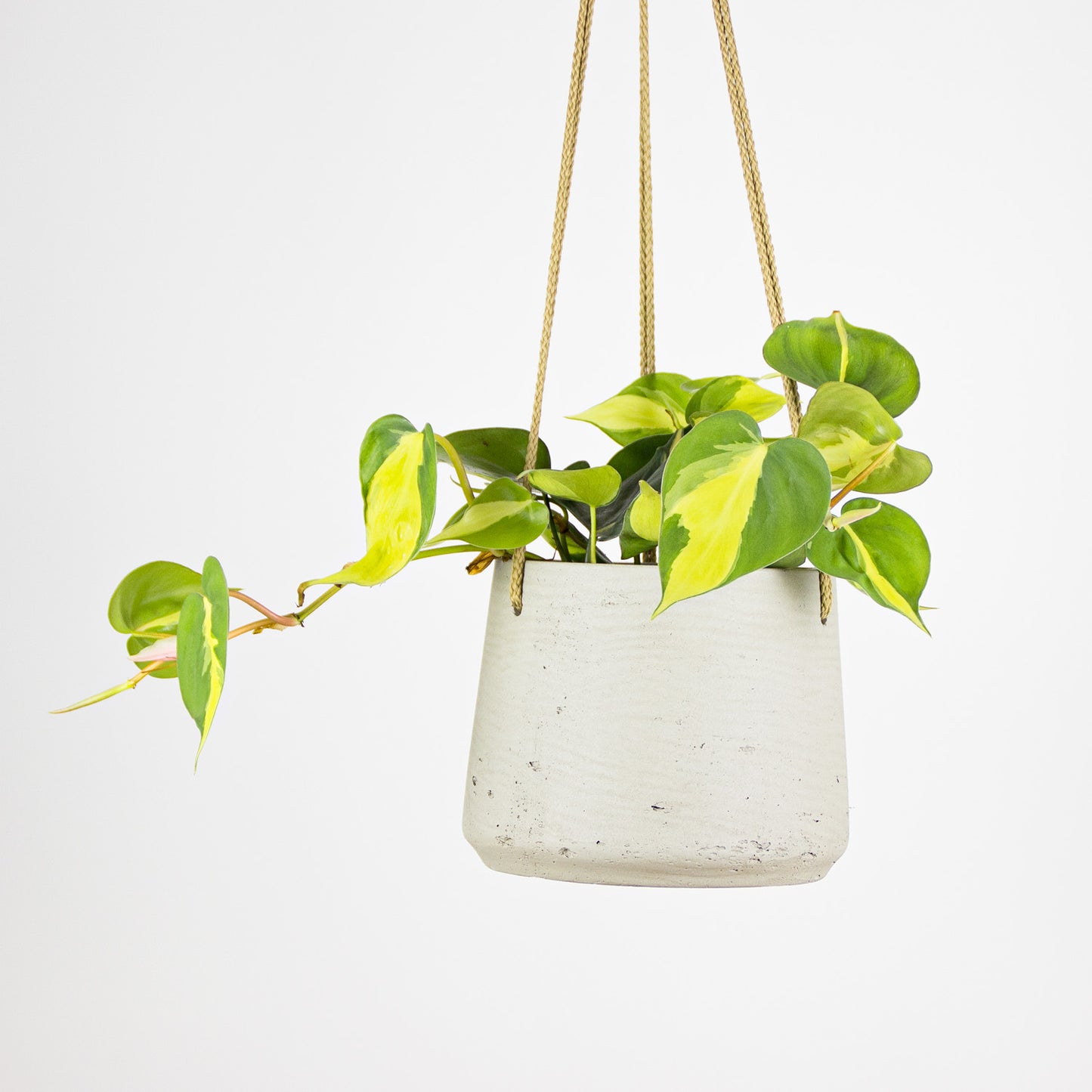 Philodendron scandens Brasil - závěsný