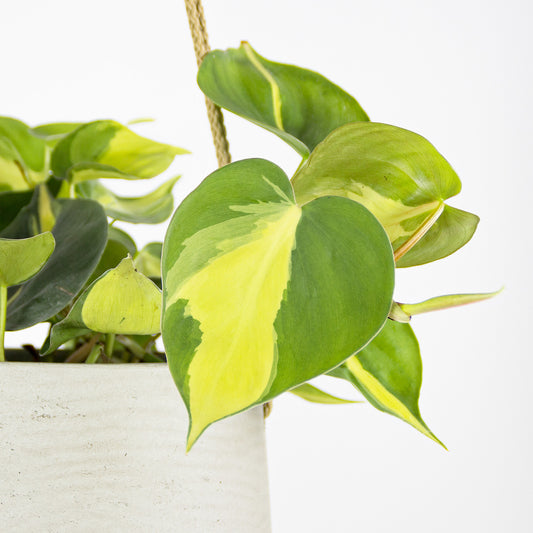 Philodendron scandens Brasil - závěsný