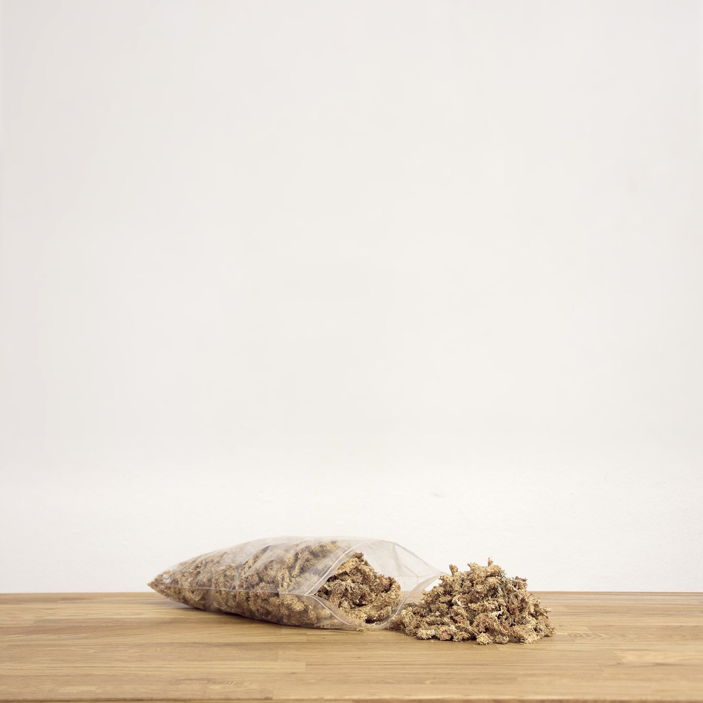 Sphagnum - Rašeliník