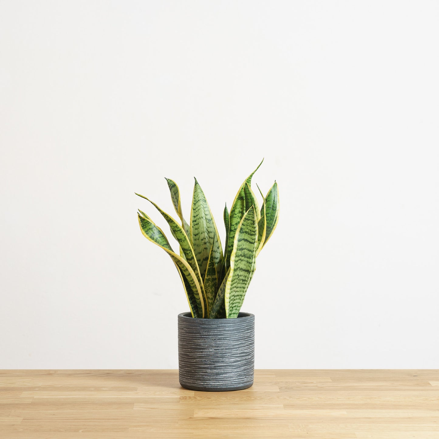 Sansevieria Laurentii 'XS'