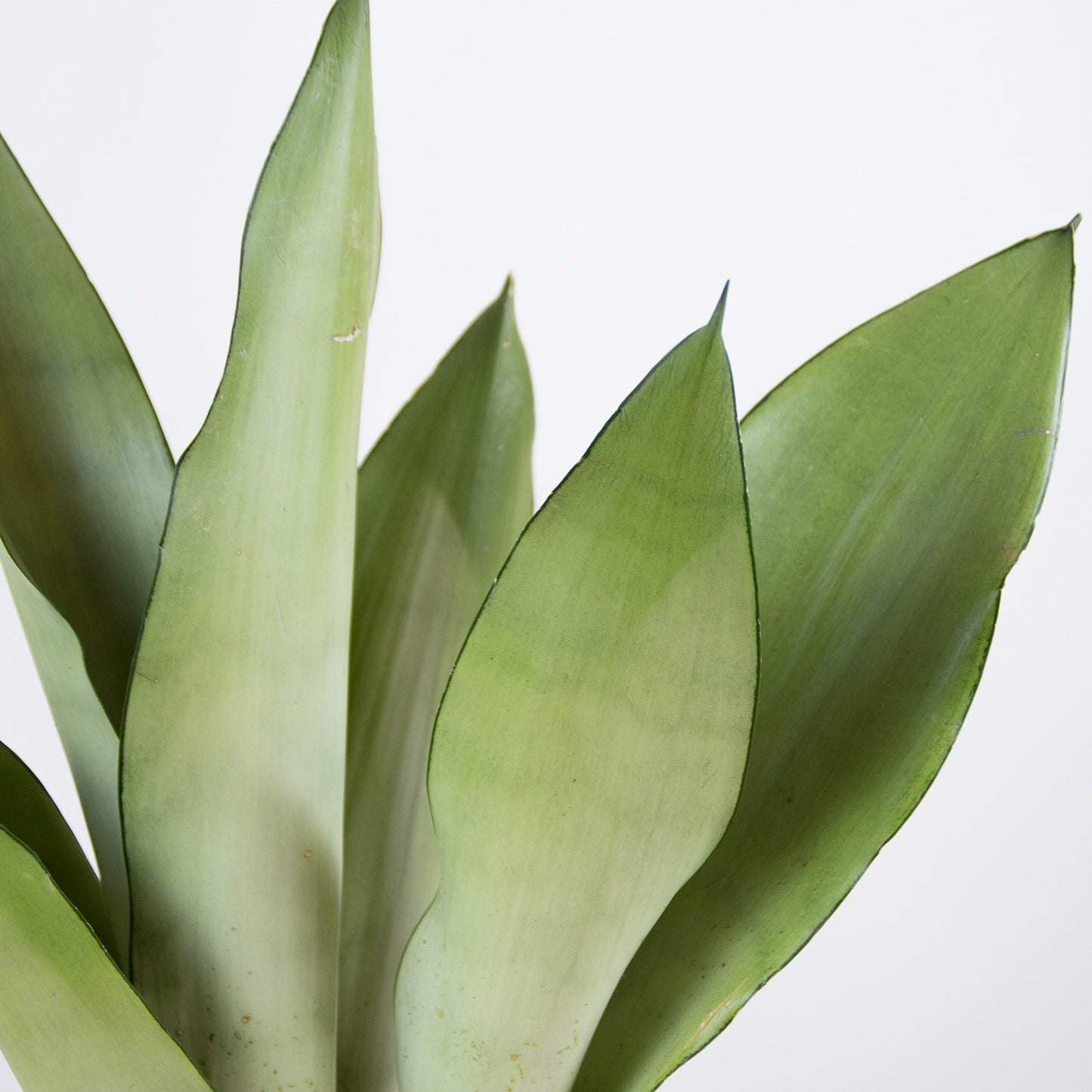 Sansevieria trifasciata Moonshine