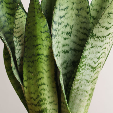 Sansevieria trifasciata 'S'