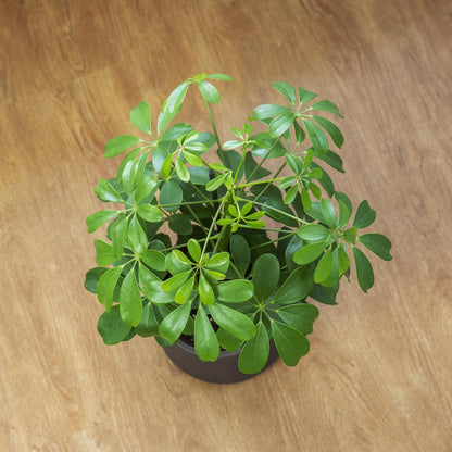 Schefflera arboricola