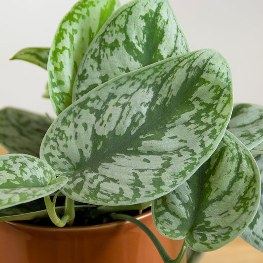 Scindapsus pictus trebi